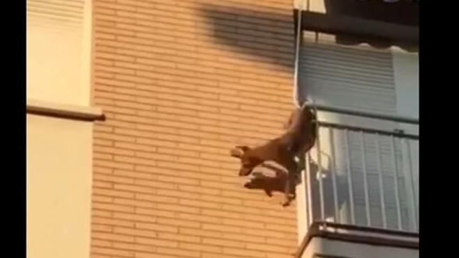 Quel cane solo e affamato che si è gettato nel vuoto
