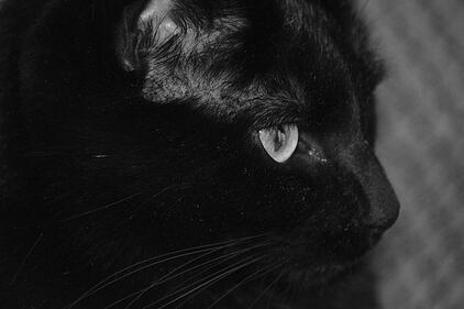 Gatto nero, foto 57