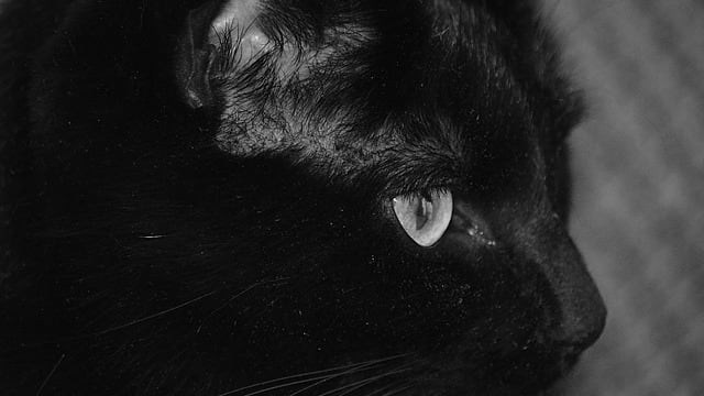 Il gatto che visse 38 anni. Che «matusa» questi animali