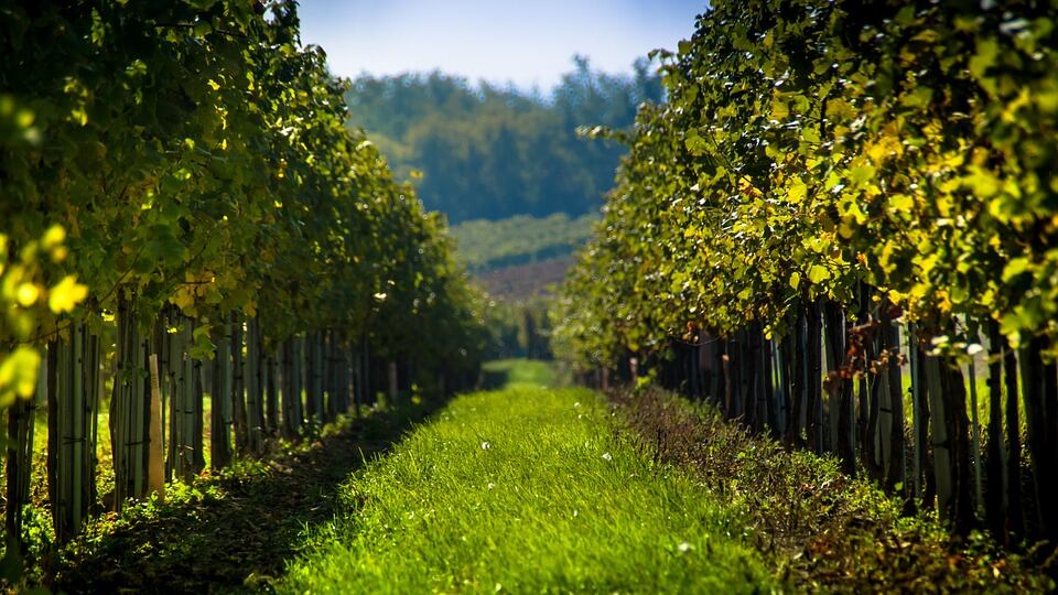 Vandali, truffe e risse: né rosso né bianco. Ora il vino si tinge di giallo