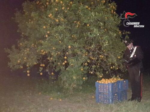 Escono di casa per rubare arance: ladri in arresto