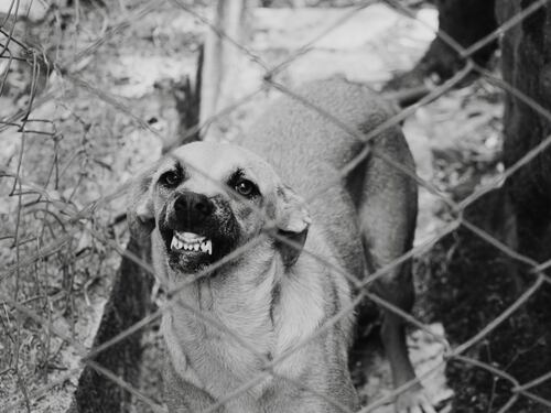 Choc a Bologna, tenta di bruciare il cane nel camino e la casa va a fuoco