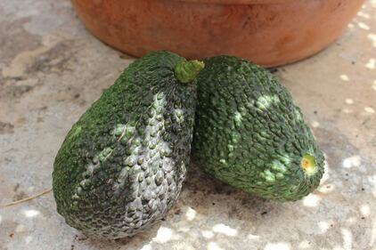 Avocado, il frutto "di moda" 3