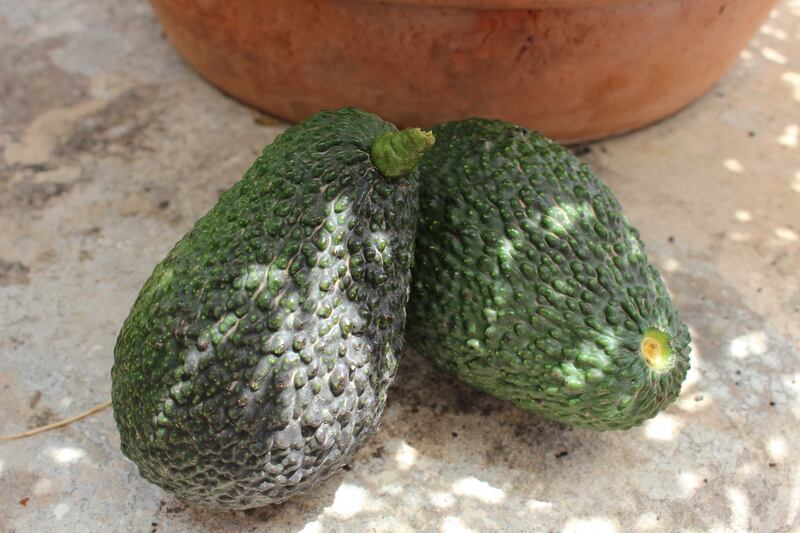 Avocado, il frutto "di moda" 3