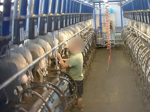 Parti continui, calci e insulti: animali maltrattati nell'allevamento più grande d'Italia
