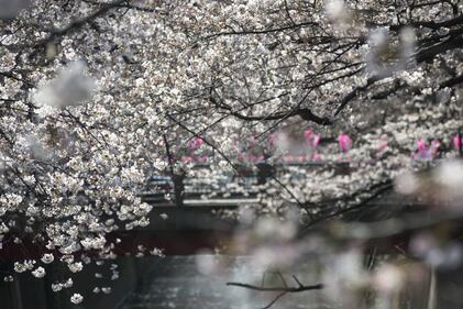 Lo spettacolo dei ciliegi in fiore a Tokyo 5