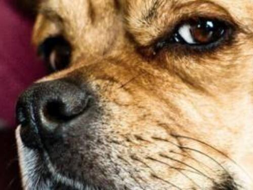 "Sì ai cani sul lavoro". Il Comune sdogana il barboncino in ufficio