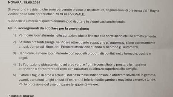 "Invasione di ragni violino a Novara": scatta l'allarme. Ma è tutto falso: cosa è successo