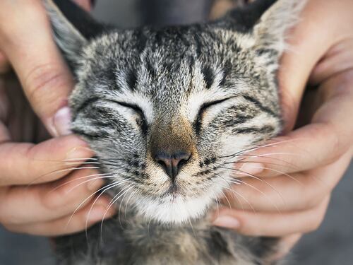 Giornata del gatto: sei segnali per capire il linguaggio dei gatti