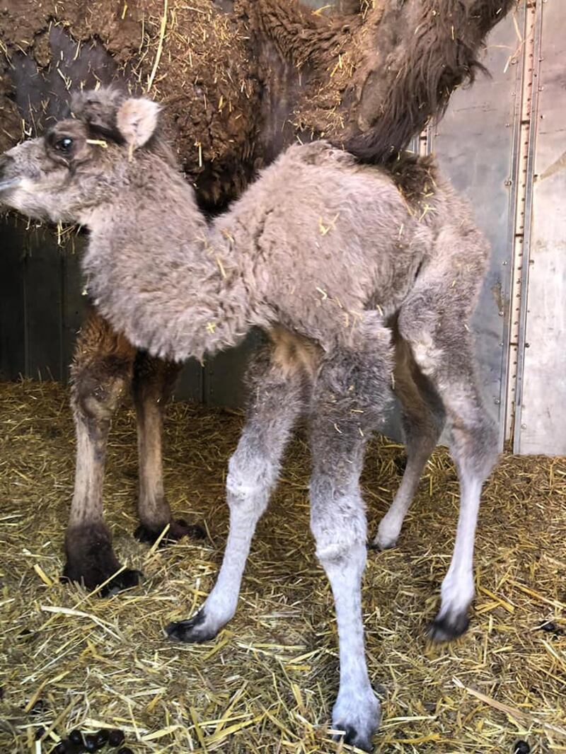 I cuccioli nati nel circo in tour in Puglia 3
