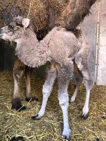 I cuccioli nati nel circo in tour in Puglia 3
