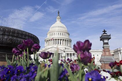 Primavera, trionfo di fiori a Washington 6