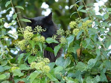Gatto nero, foto 40