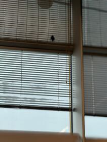 Pipistrello nella sala lounge dell'aeroporto 4