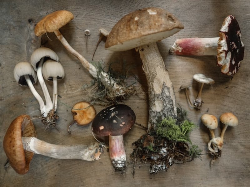 Funghi pulizia