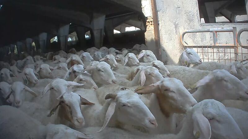 Violenze sugli animali nell'allevamento più grande d'Italia 1