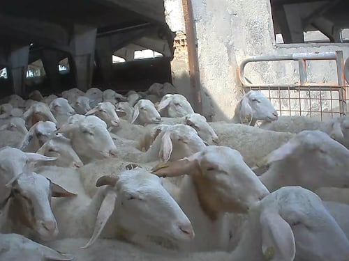 Violenze sugli animali nell'allevamento più grande d'Italia