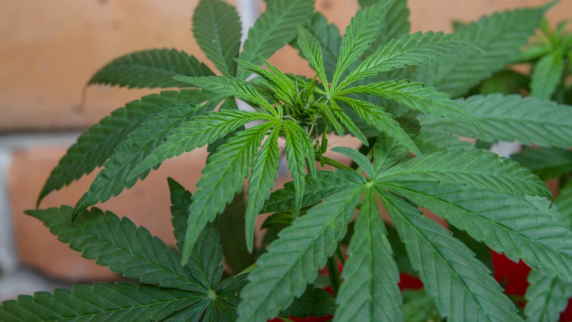 Sorpreso a innaffiare le piante di marijuana in garage, arrestato