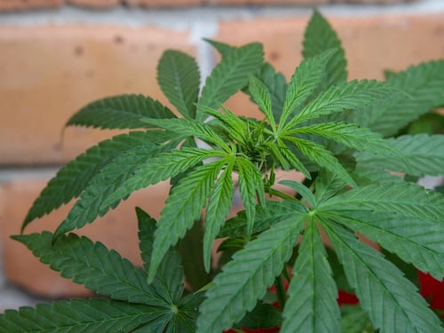 Cannabis, una sindrome colpisce i consumatori abituali