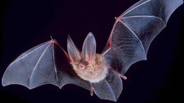 Gran Bretagna, chiesa colpita da un'"invasione di pipistrelli"