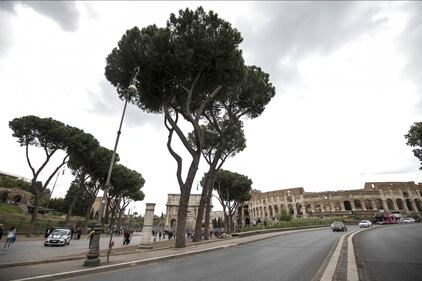 Le meraviglie di Roma: i pini marittimi in città 19