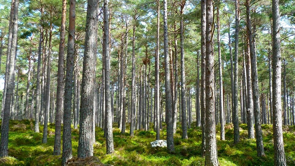 Cade albero al campo scout: muore bambina di 11 anni