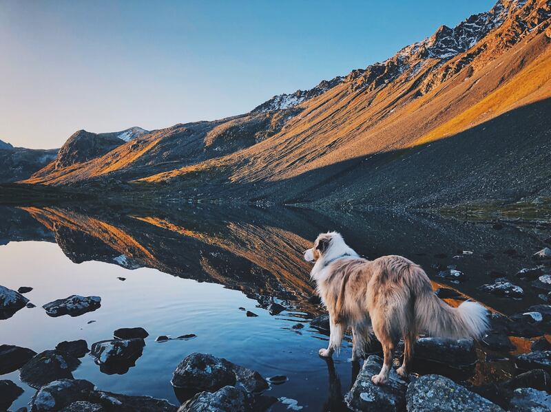 Cane in montagna