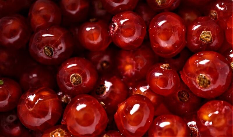 Ribes