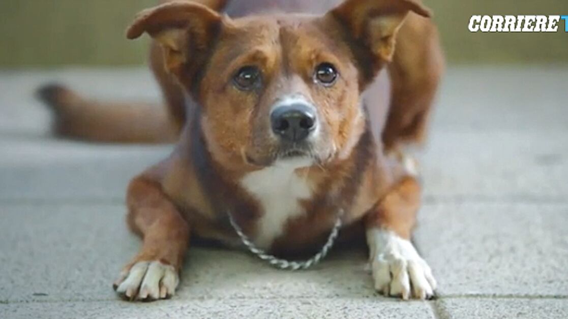 Se l'amore "viscerale" di un cane commuove i donatori di organi