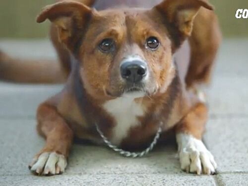 Se l'amore "viscerale" di un cane commuove i donatori di organi