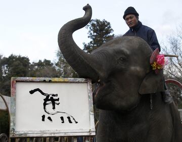 Yumeka, l'elefante pittore 3