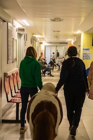 Il pony Arturo dell'associazione Progetto Islander all'ospedale Gaslini 3
