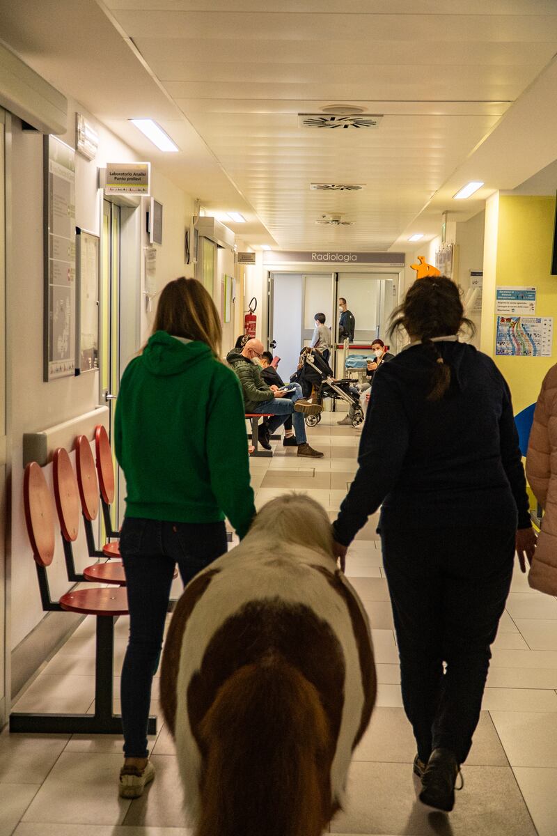Il pony Arturo dell'associazione Progetto Islander all'ospedale Gaslini 3