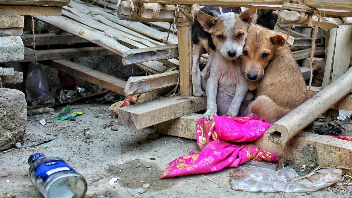 Dodici animali uccisi in tre anni: la furia del "Serial killer dei cani"