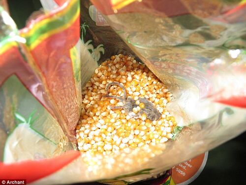 Trova un topo morto nel pacco di pop corn