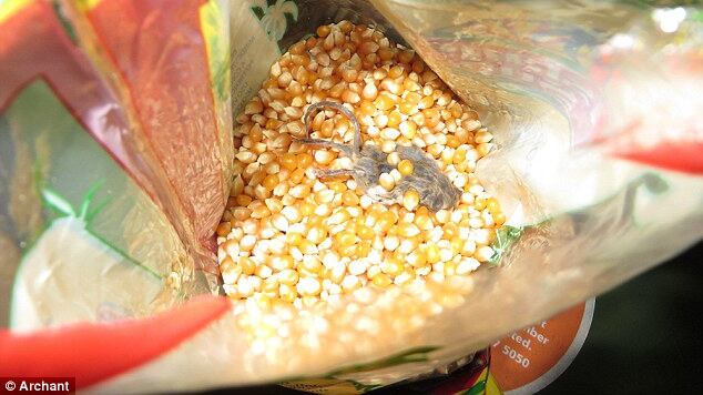 Trova un topo morto nel pacco di pop corn