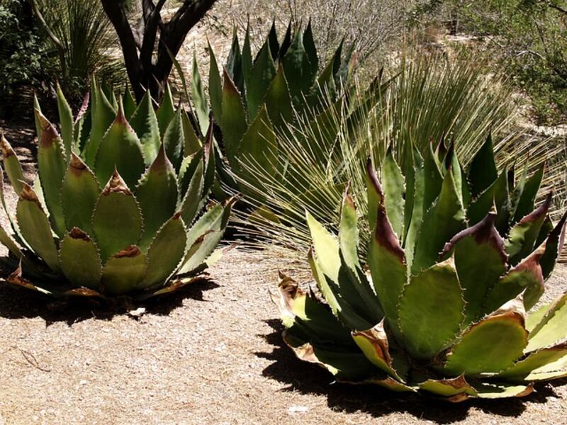 Agave