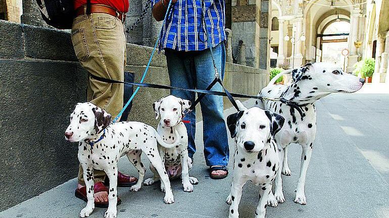 Pronta la guida per i visitatori con il cane