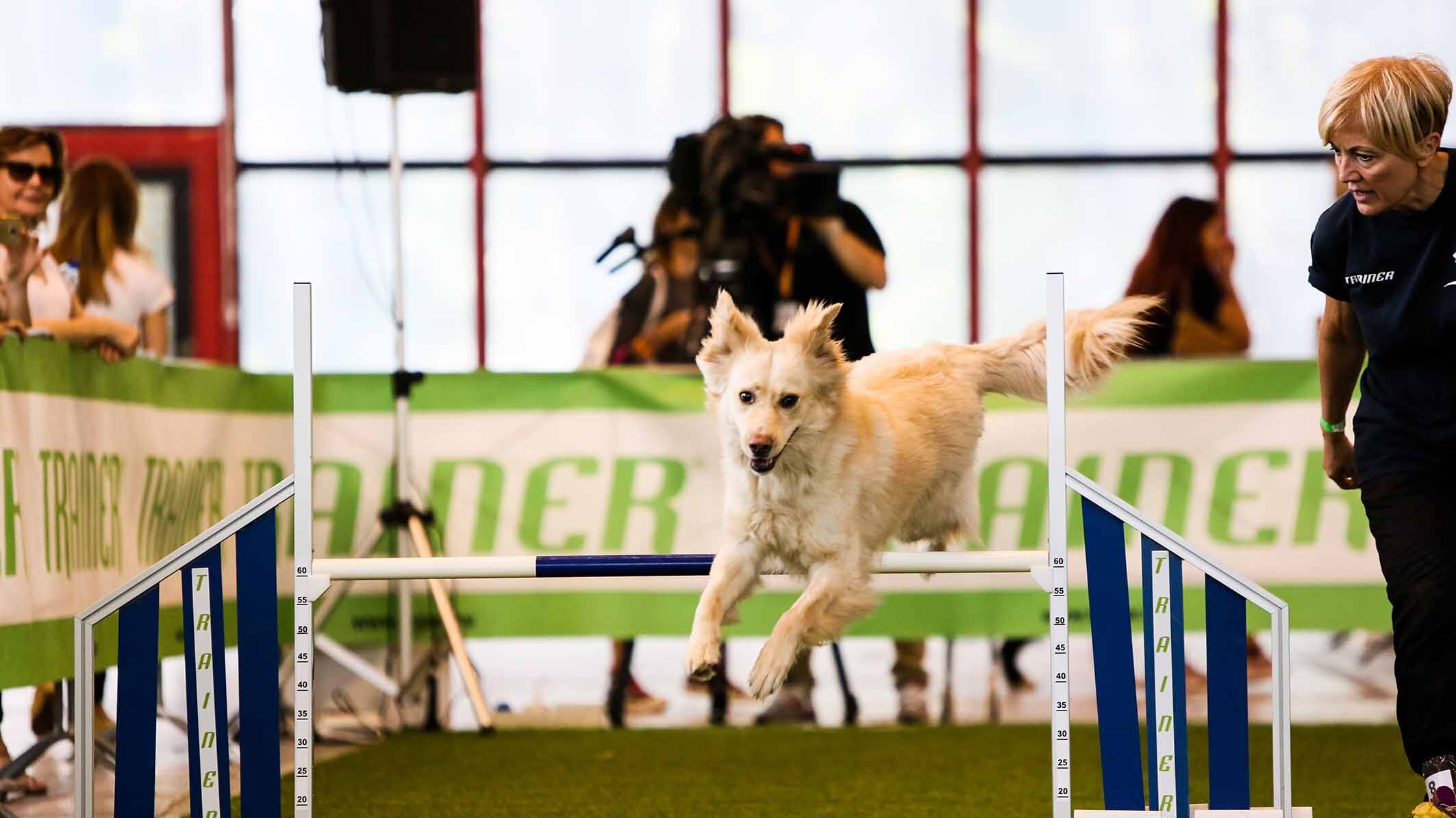 Un weekend da cani: passerella a 4 zampe tra giochi e salvataggi