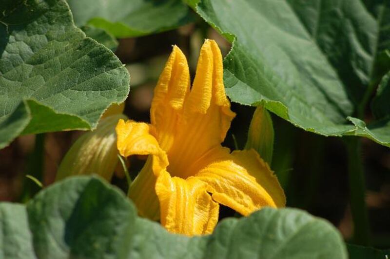 Fiore di zucchina nell'orto