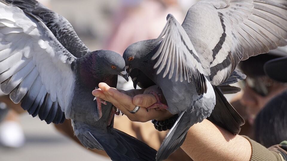 Condannata perché dava da mangiare ai piccioni