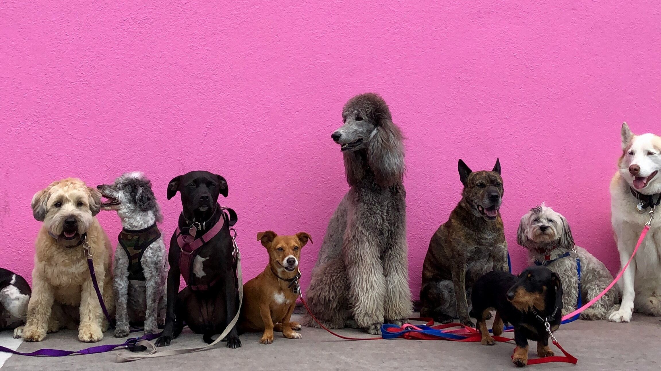 Città stressante anche per i cani. Un corso contro le fobie cittadine