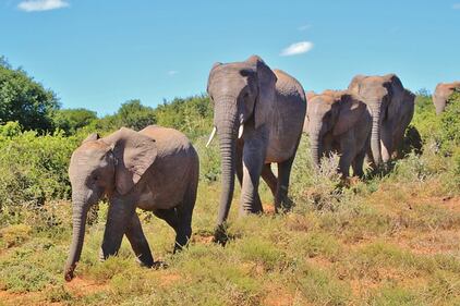Elefante si fa un selfie 21