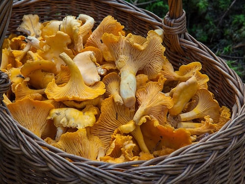 Funghi, mangiarli riduce i rischi di cancro alla prostata