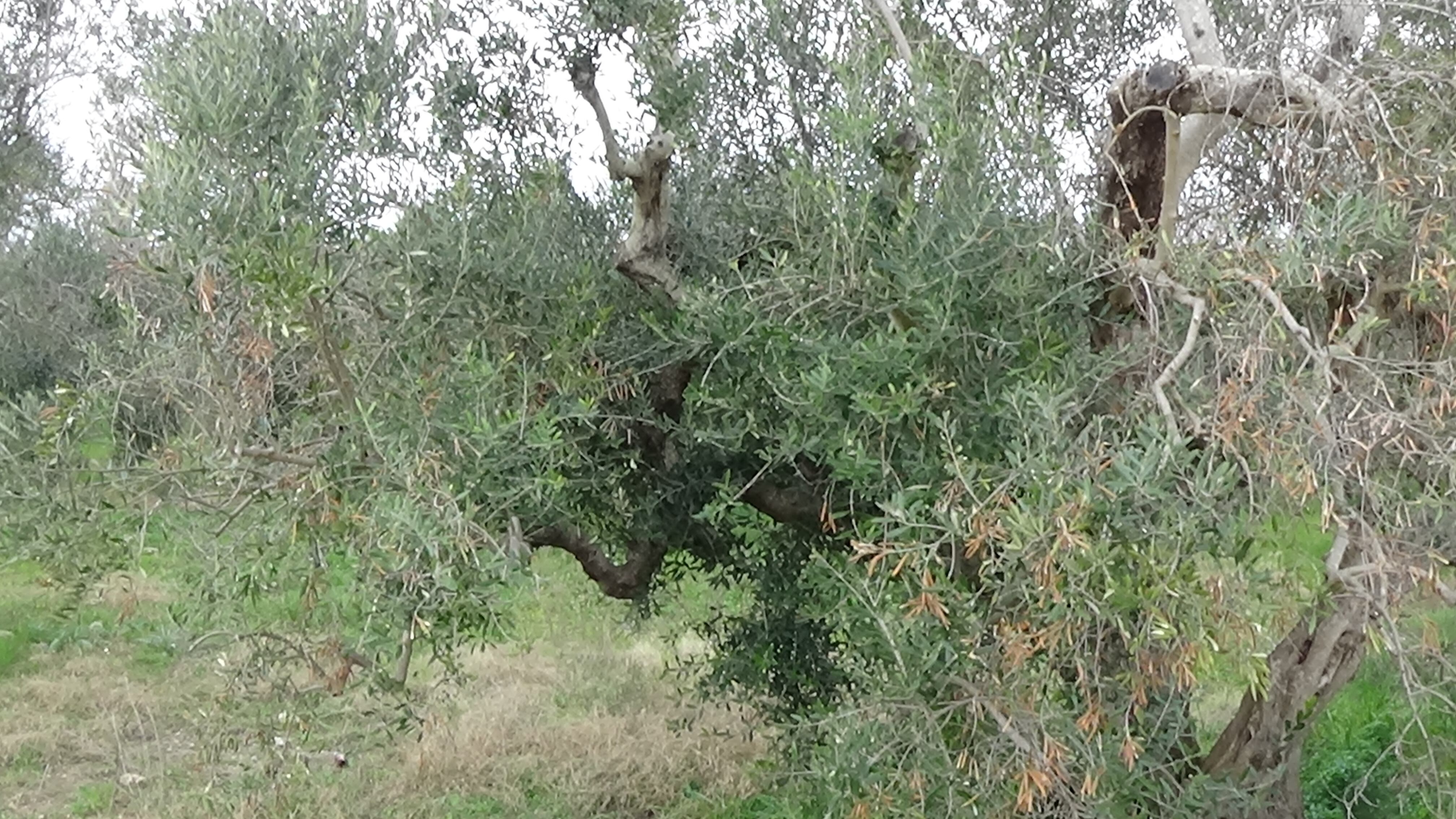 Caserta, olive "verniciate": blitz in due aziende