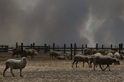 Incendi in Australia, a rischio migliaia di animali 9