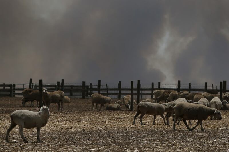 Incendi in Australia, a rischio migliaia di animali 9