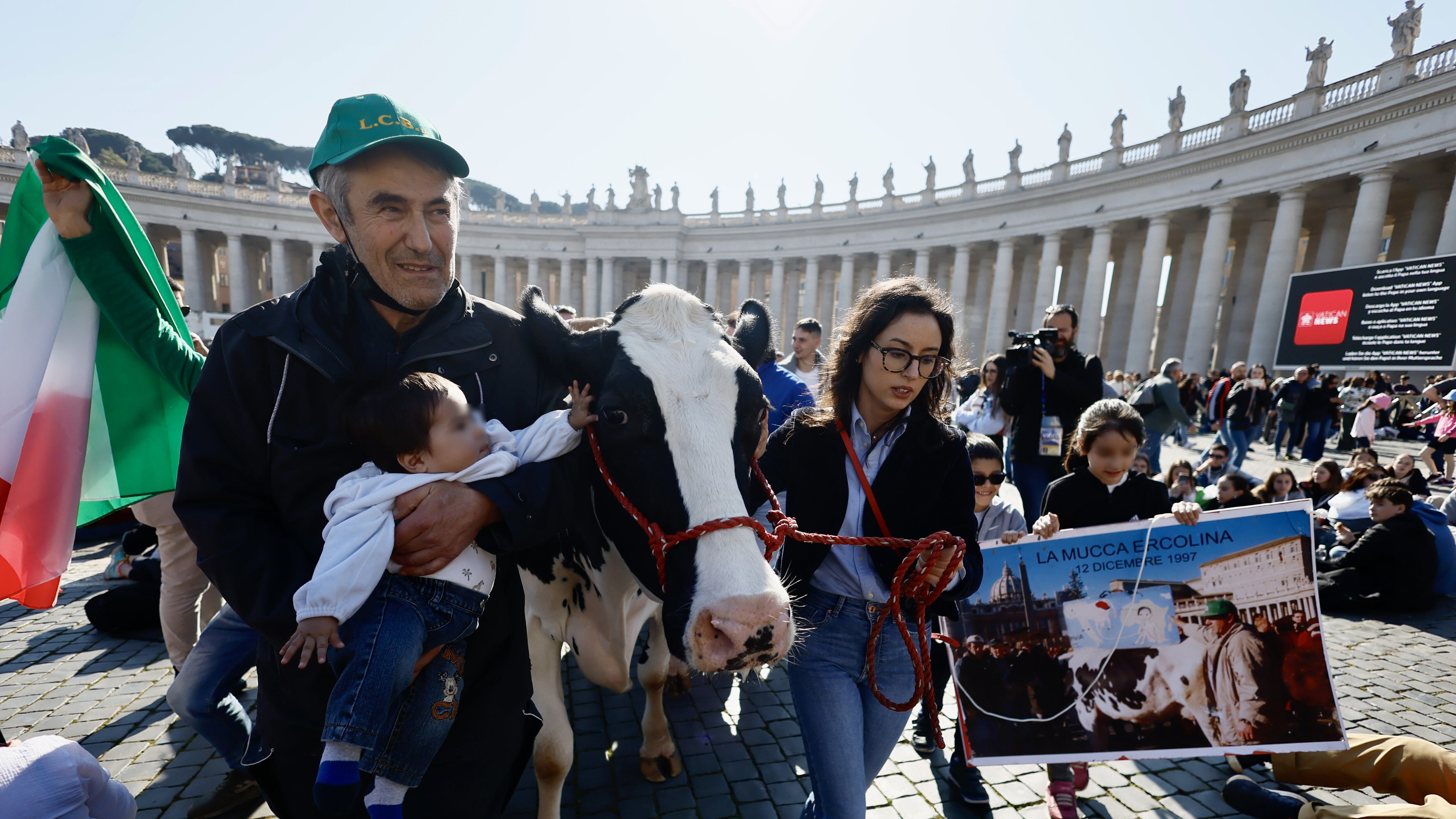 La protesta dei trattori arriva a San Pietro, il Papa "accoglie" la mucca Ercolina