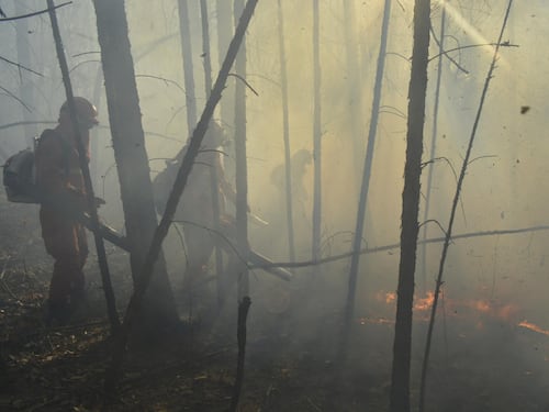Foreste secolari inghiottite dai roghi: Putin invia l'esercito