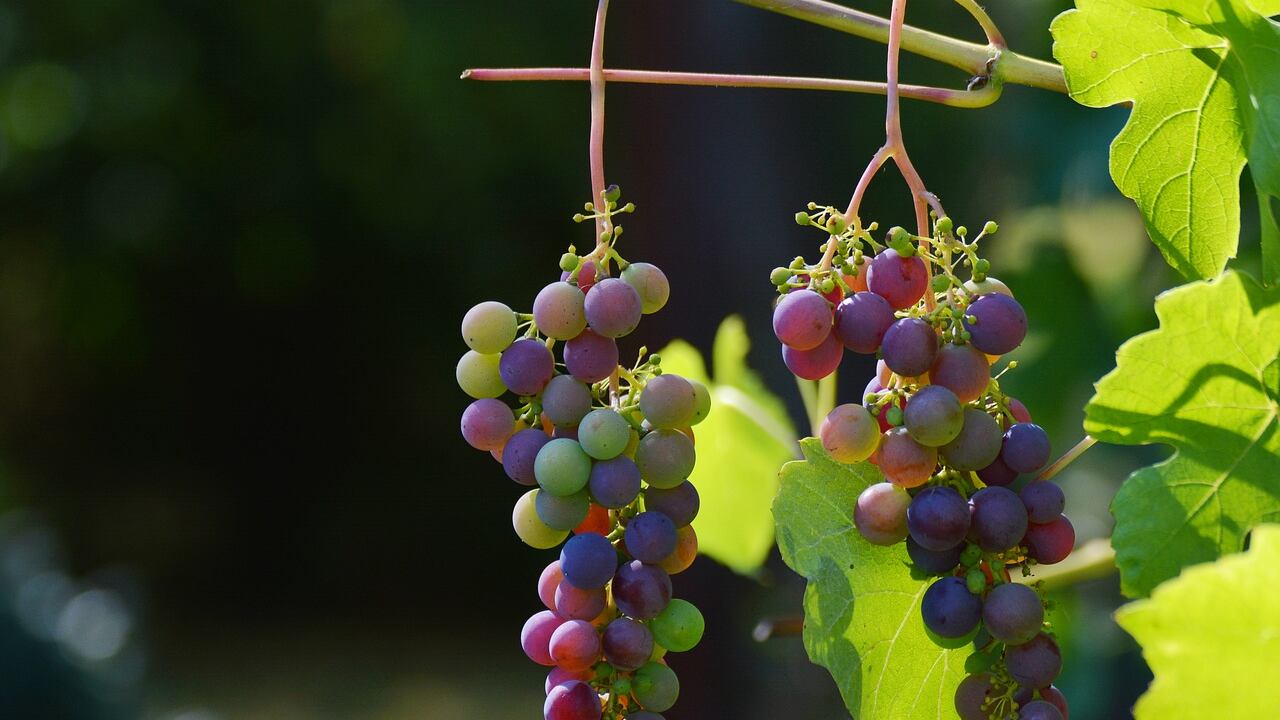 Previsioni vendemmia 2023: produzione a -12% sul 2022